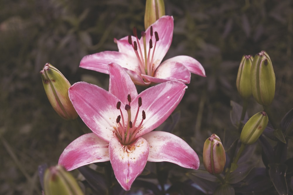 close-up photography of two white-and-pink petal flowers