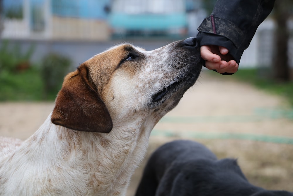 white and brown short coated dog smelling person's hand