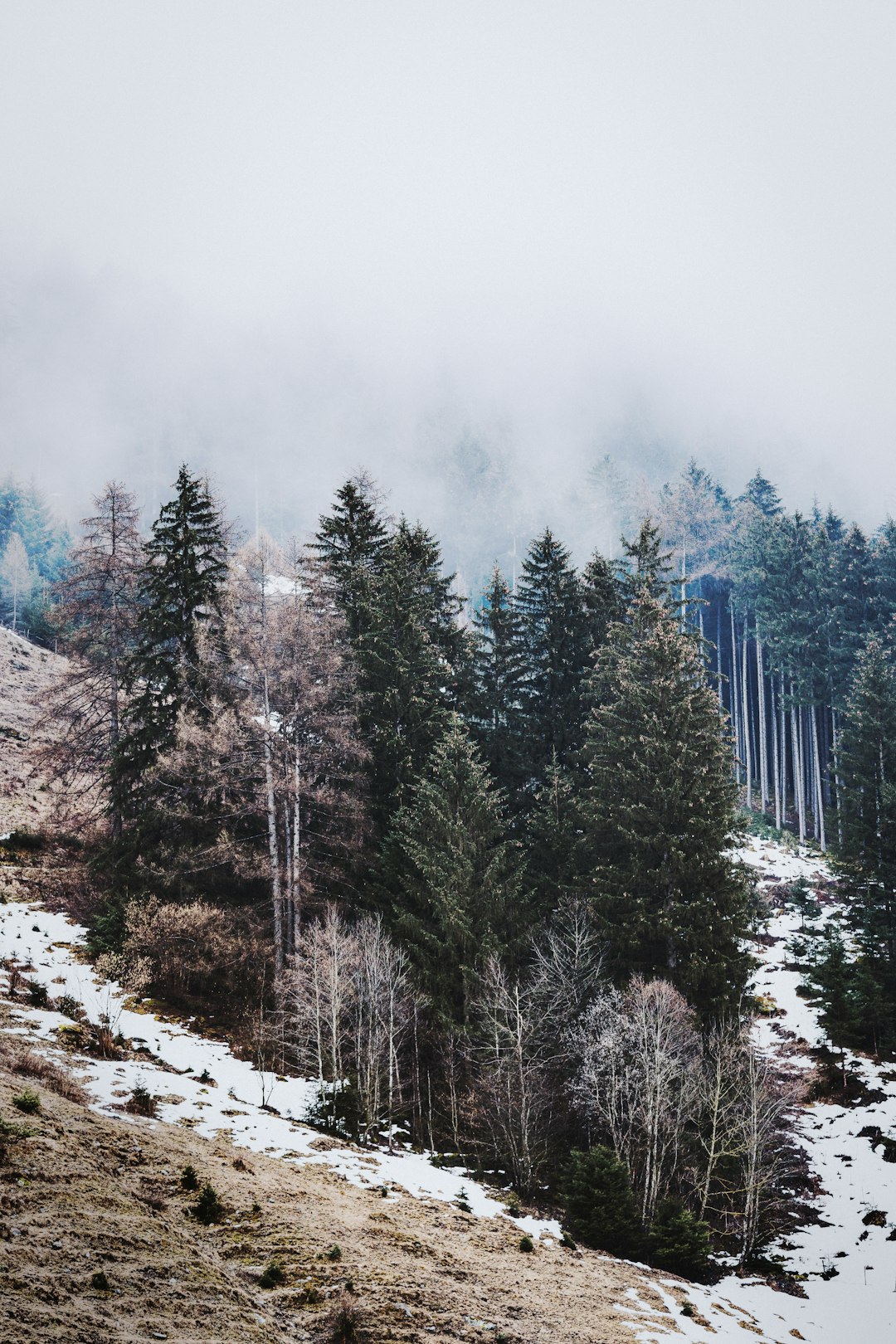 green trees on snow covered mountain during daytime