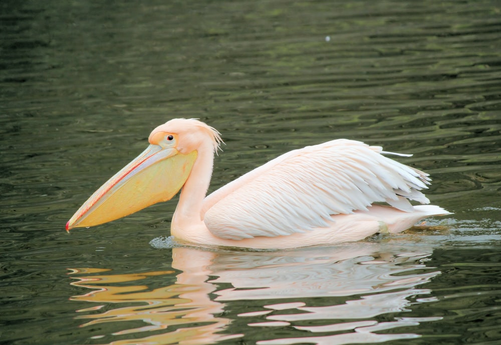 pink flamingo on body of water