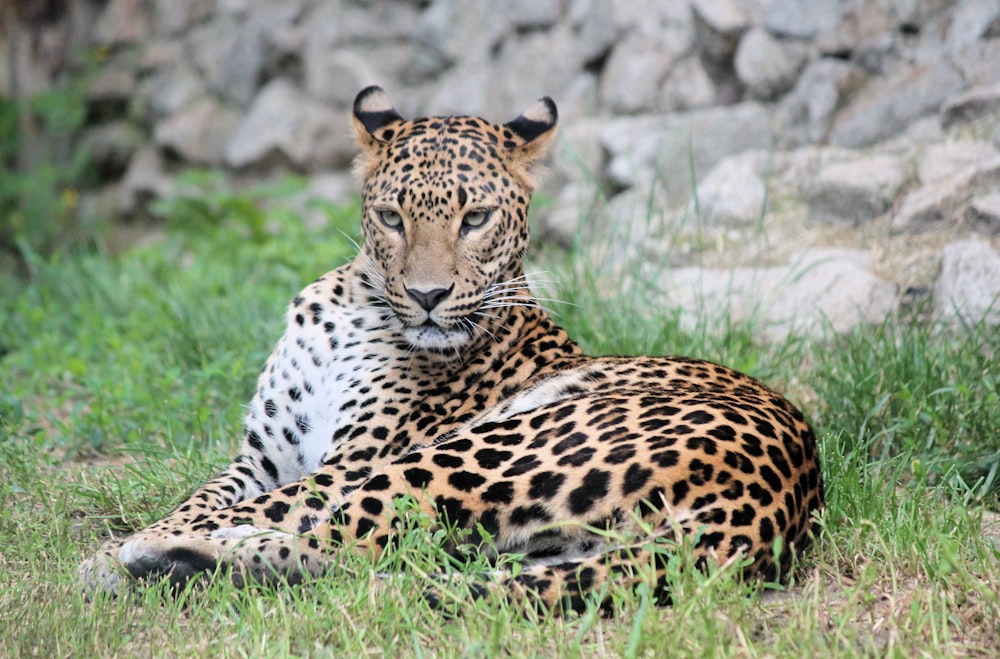 Foto mit flachem Fokus von weißem und schwarzem Leoparden
