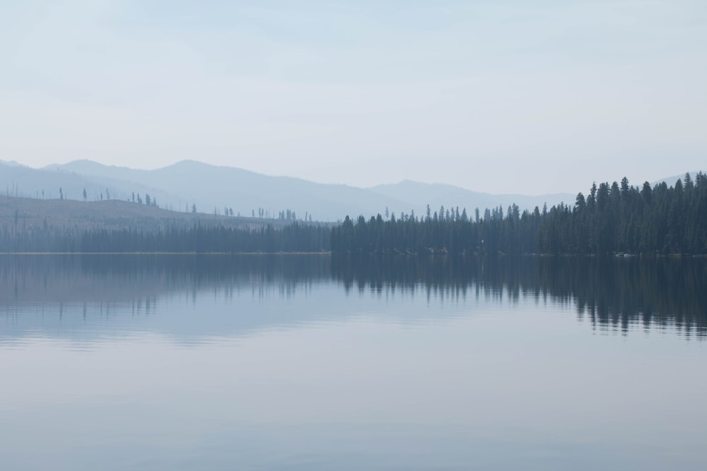 pine trees scenery