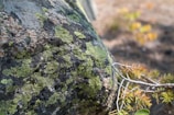 A close-up view of a large rock surface covered with clusters of green lichen. The texture is rough and uneven, with patches of dark and light gray rock. Small pine twigs with brown and green needles extend over the rock, adding contrasting texture and color.