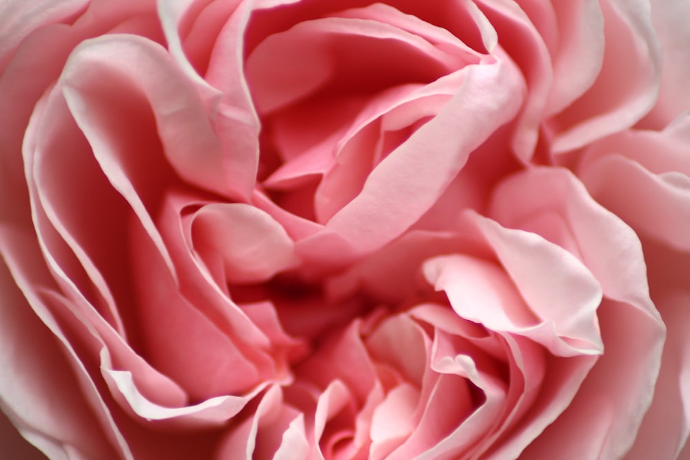 pink rose in close-up photo