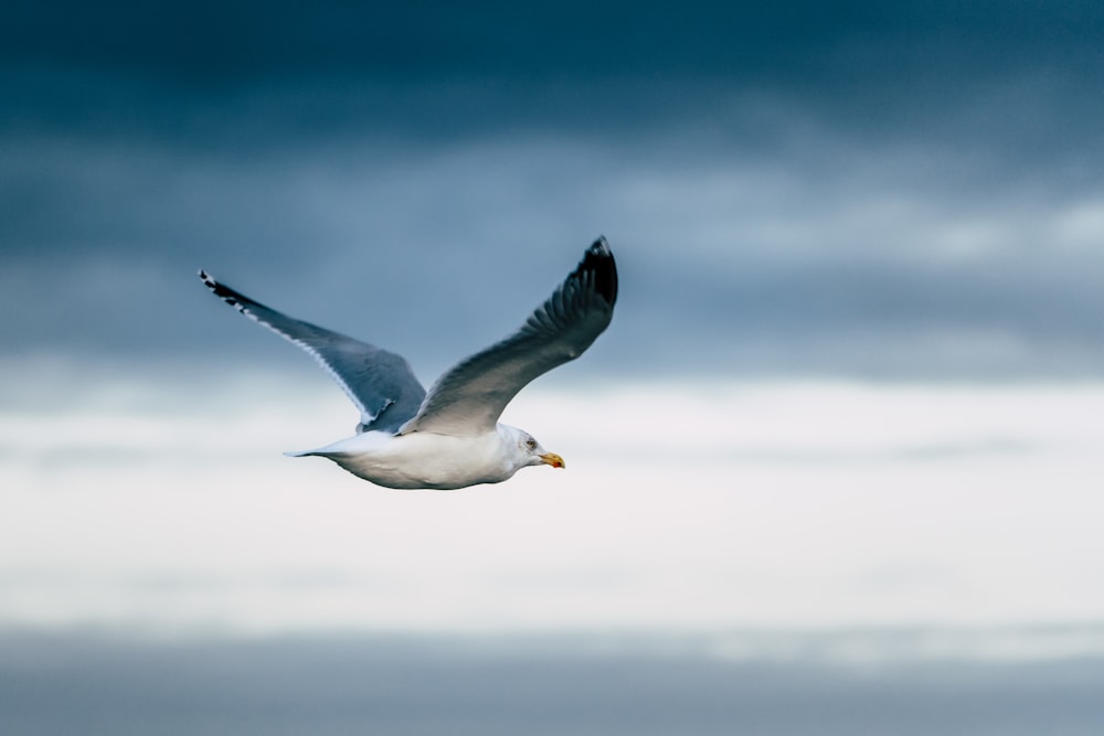 white bird flying during daytime