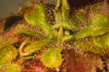 Close-up of a rare carnivorous plant with dew drops on its leaves.