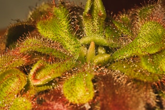 The image features a close-up view of a carnivorous plant, specifically a sundew. The plant showcases glistening, dew-like droplets on its reddish-green tentacles, which are covered in fine hairs.