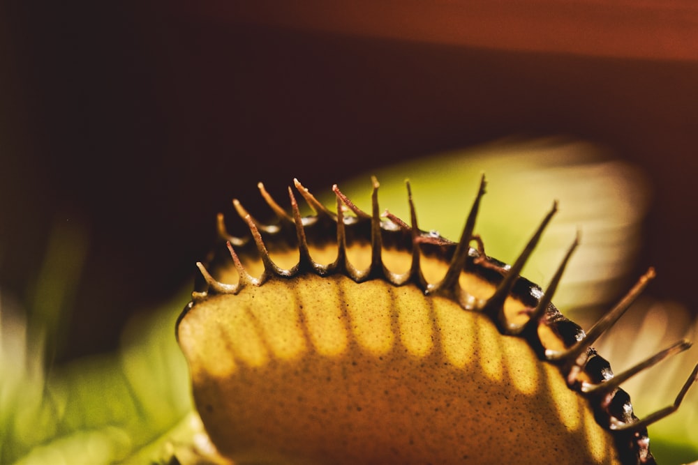 brown flower in close-up photo