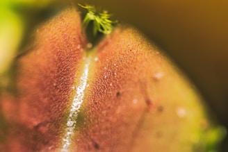 A close-up view of a plant surface showing a red and green textured pattern. Tiny dew drops or moisture can be seen on the surface, and some vegetation or plant foliage is slightly visible in the background.