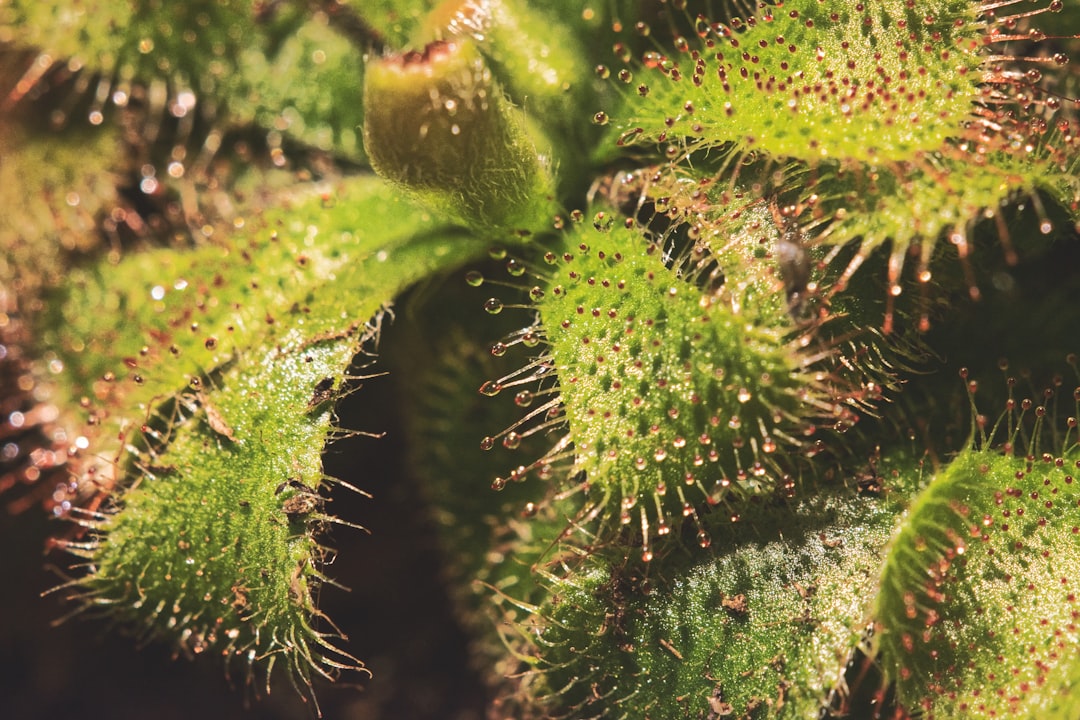 shallow focus photo of green plants