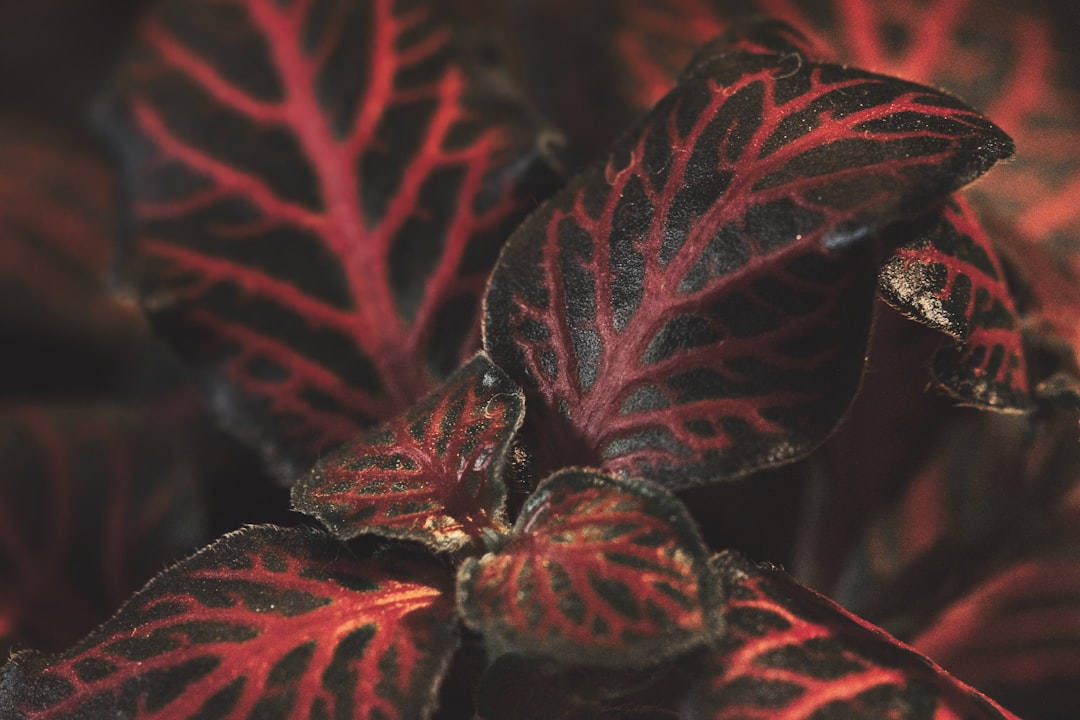 red-and-green-leafed plant