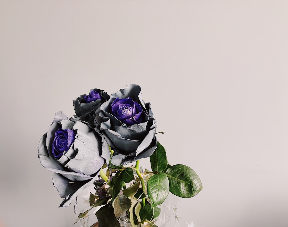 purple-and-gray rose flowers with green leaves
