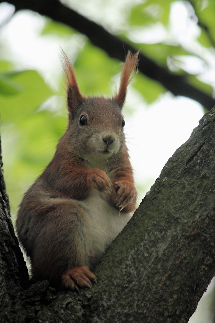 The Evolution and Diversity of Squirrels