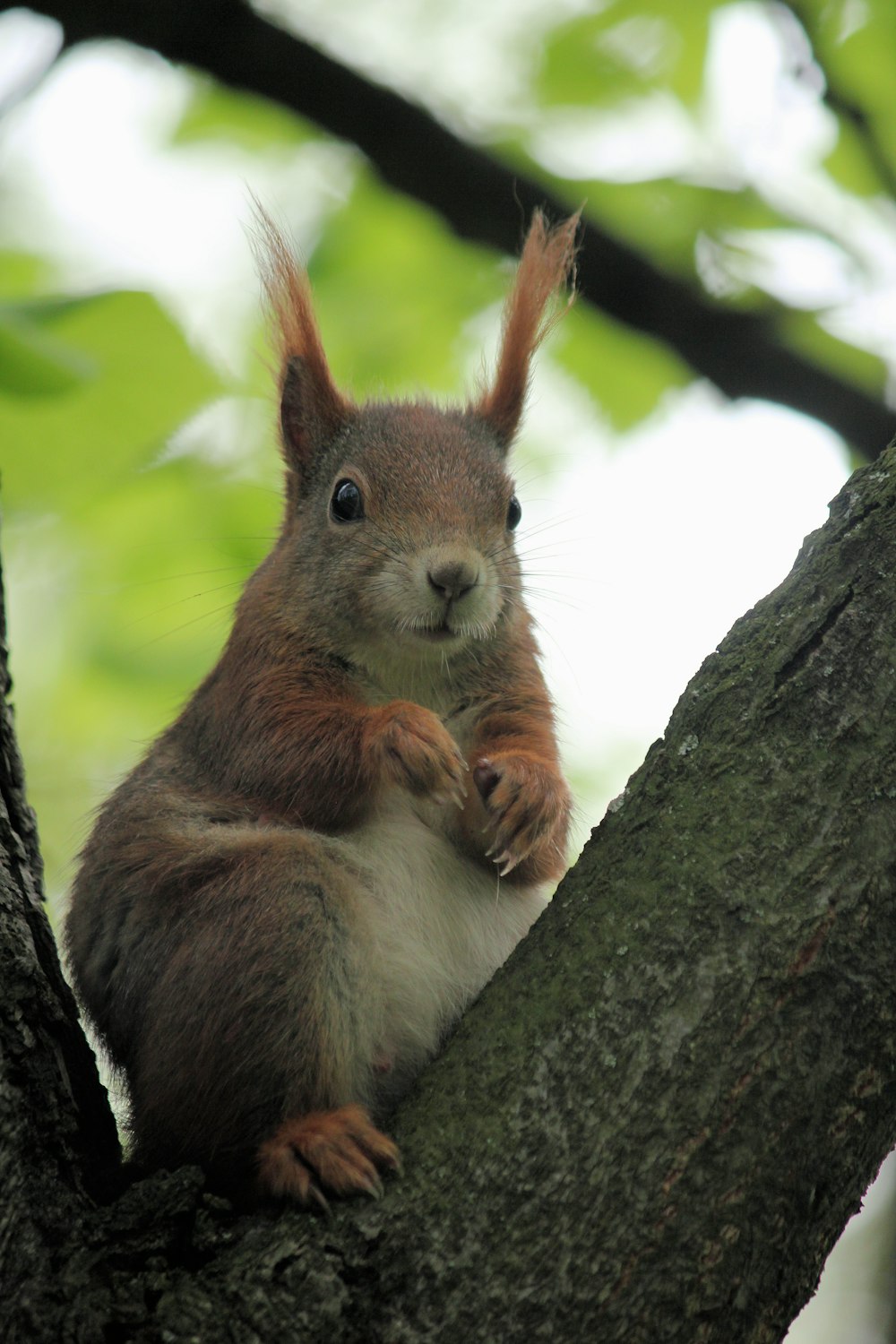 Braunes Kaninchen auf Baum