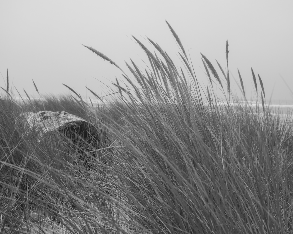 grayscale photography of grass