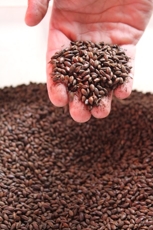 A pile of dark brown grains is held in an open palm above a larger collection of similar grains. The grains are small, smooth, and have a glossy appearance.