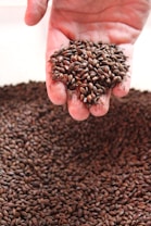A pile of dark brown grains is held in an open palm above a larger collection of similar grains. The grains are small, smooth, and have a glossy appearance.