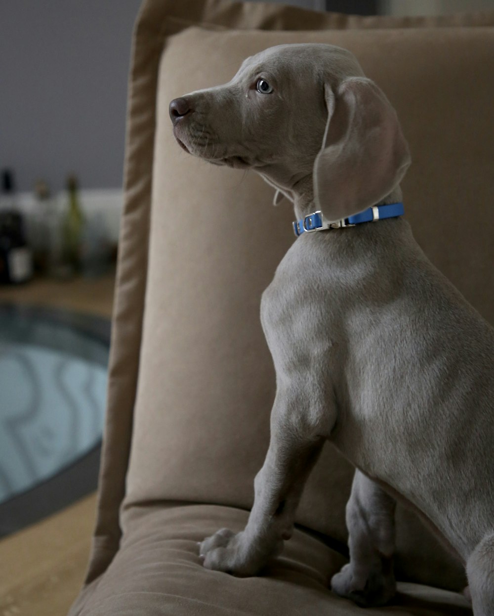 silver dog on sofa
