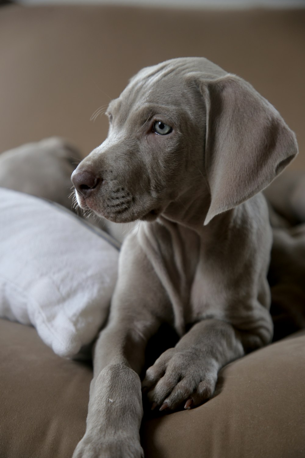 short-coat brown dog lying on brown surface