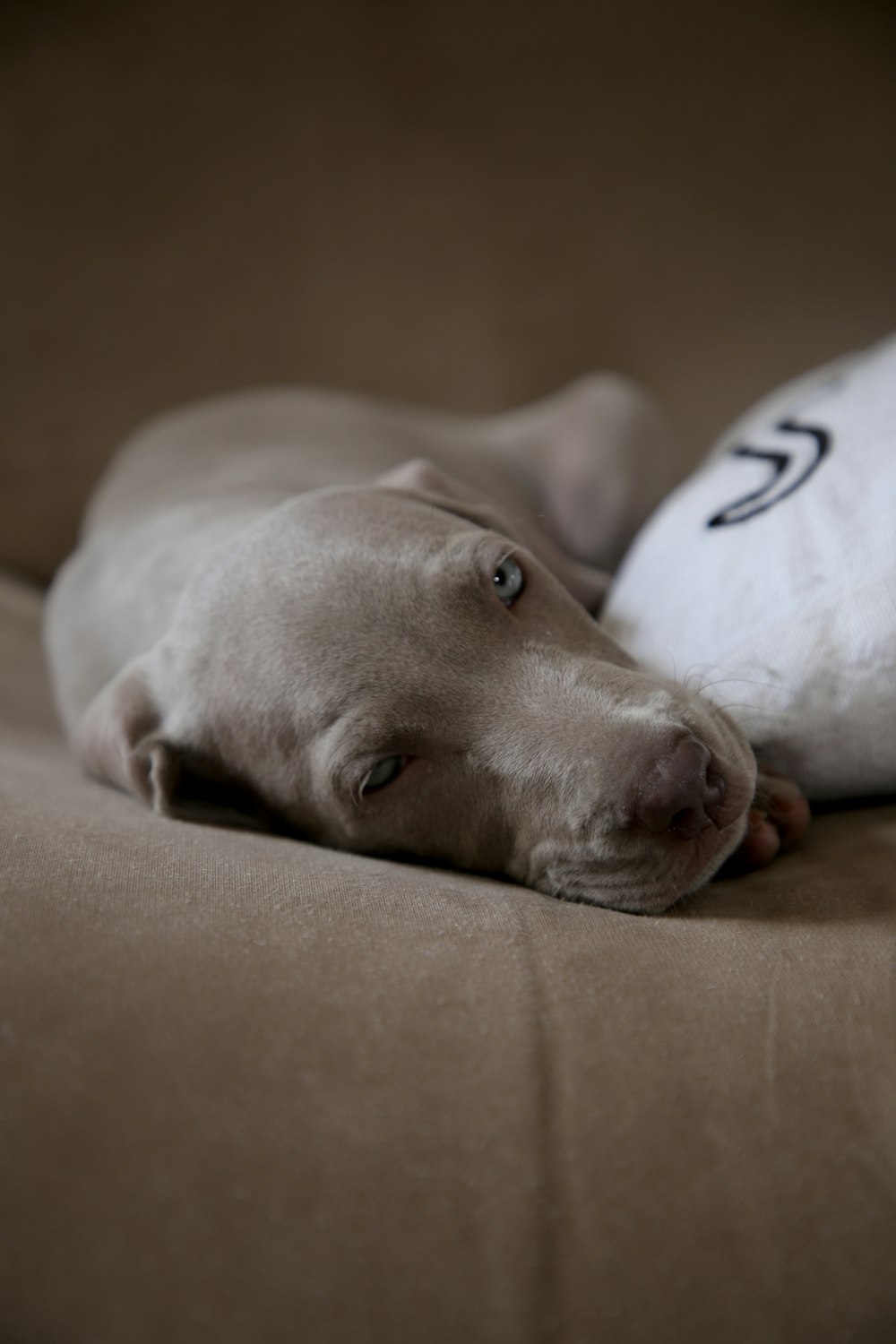 dog lying on sofa