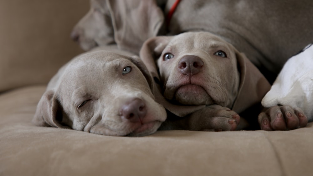 two short-coat grey puppy lying on brown textile