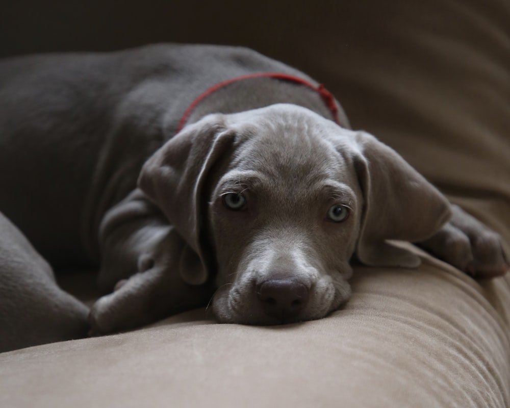 chocolate Labrador retriever puppy lying on brown textile