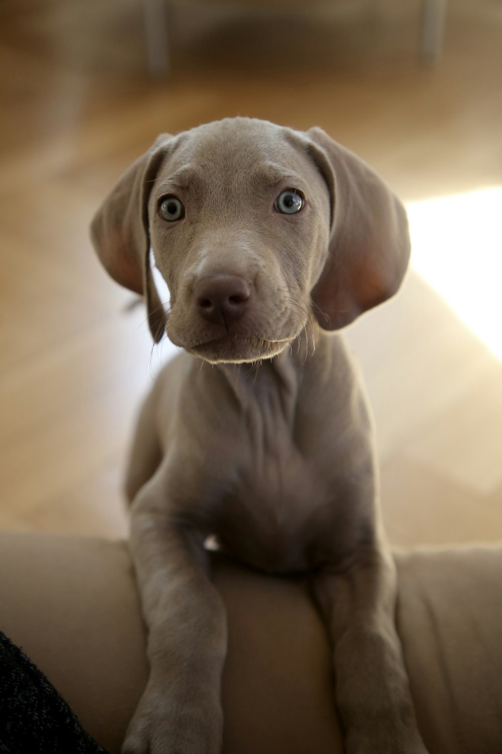 short-coated brown puppy