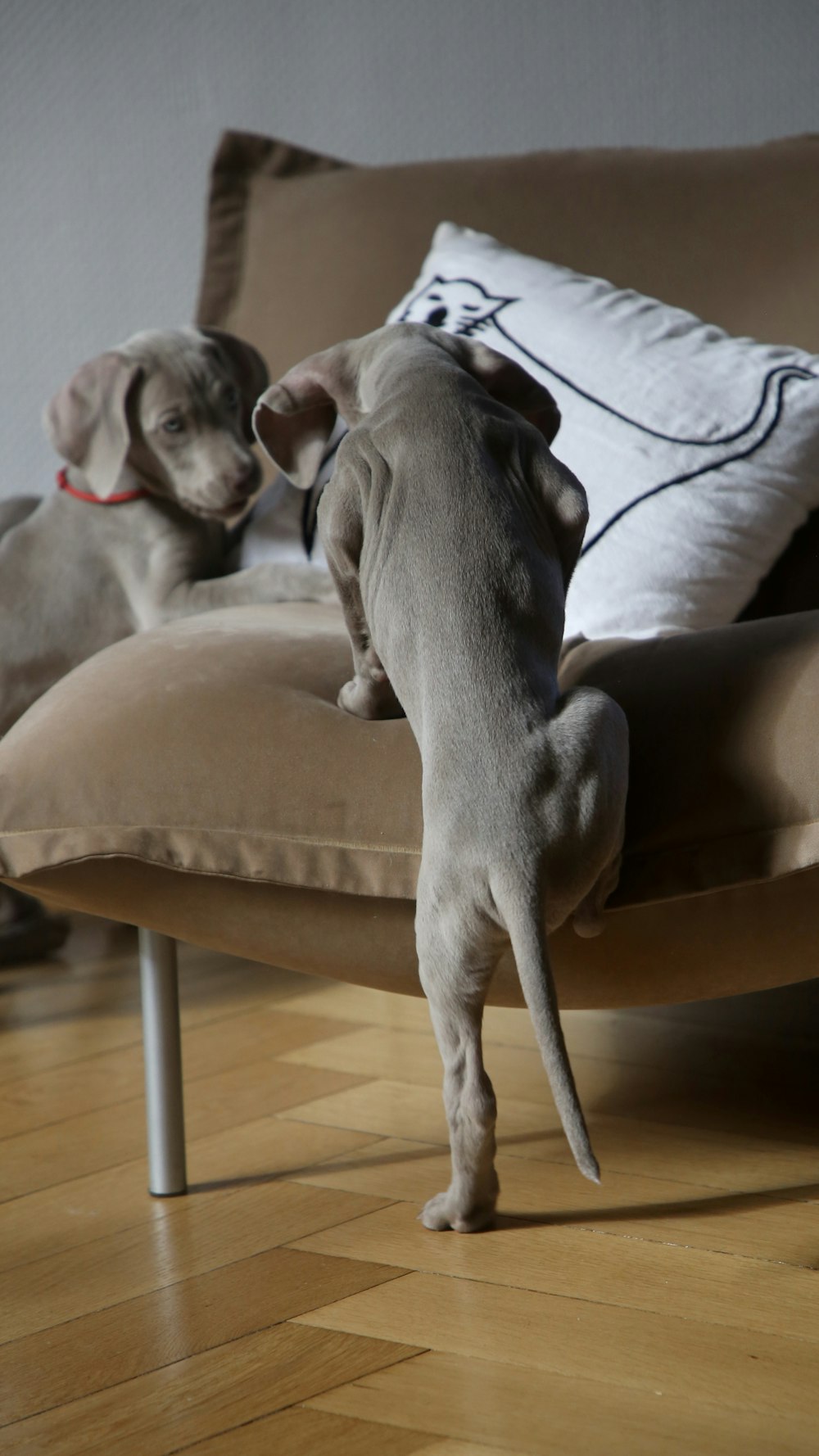 two grey puppies on sofa