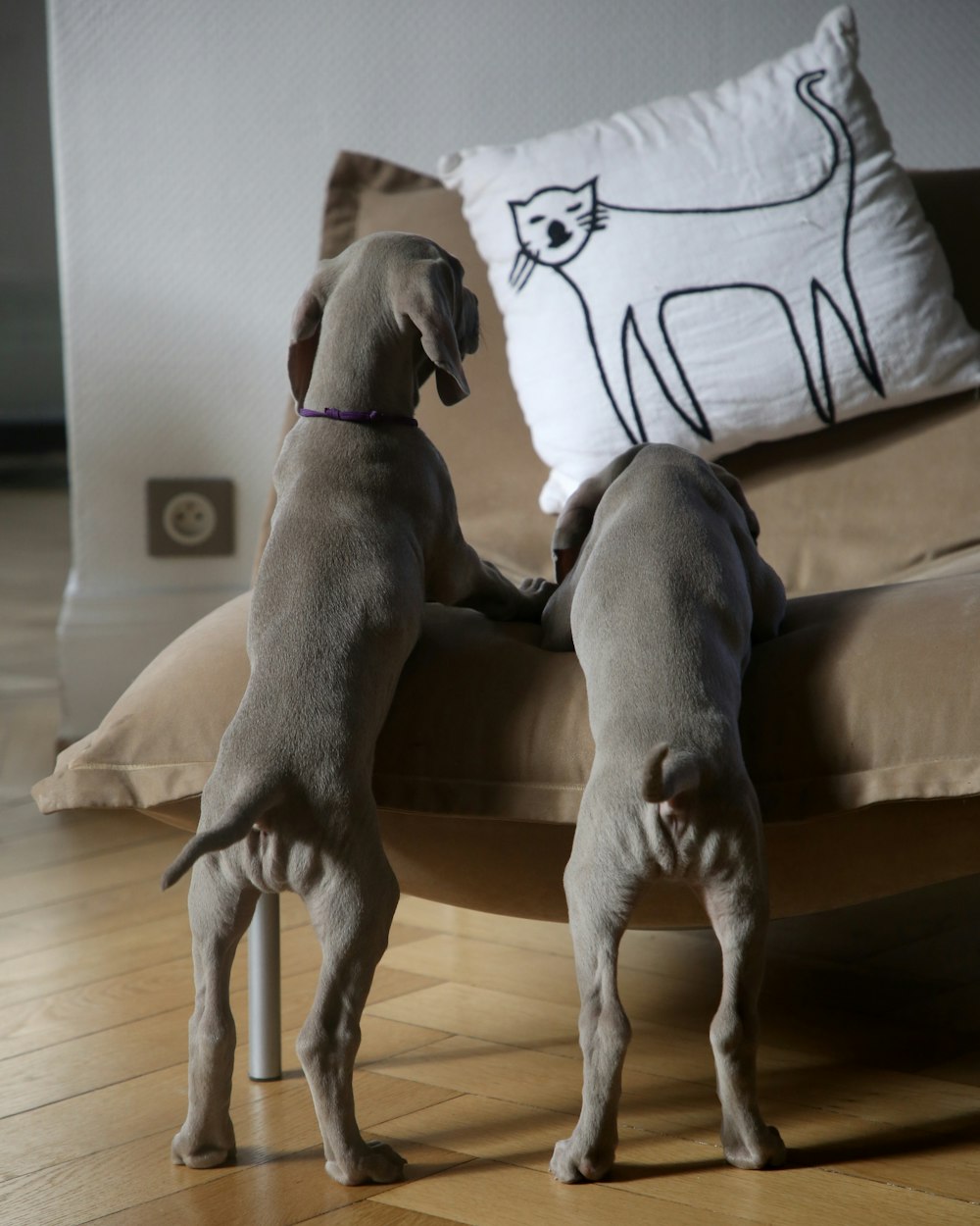 two gray puppies on brown pillow