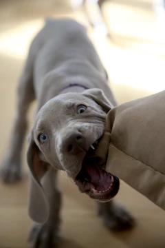 dog biting pillow