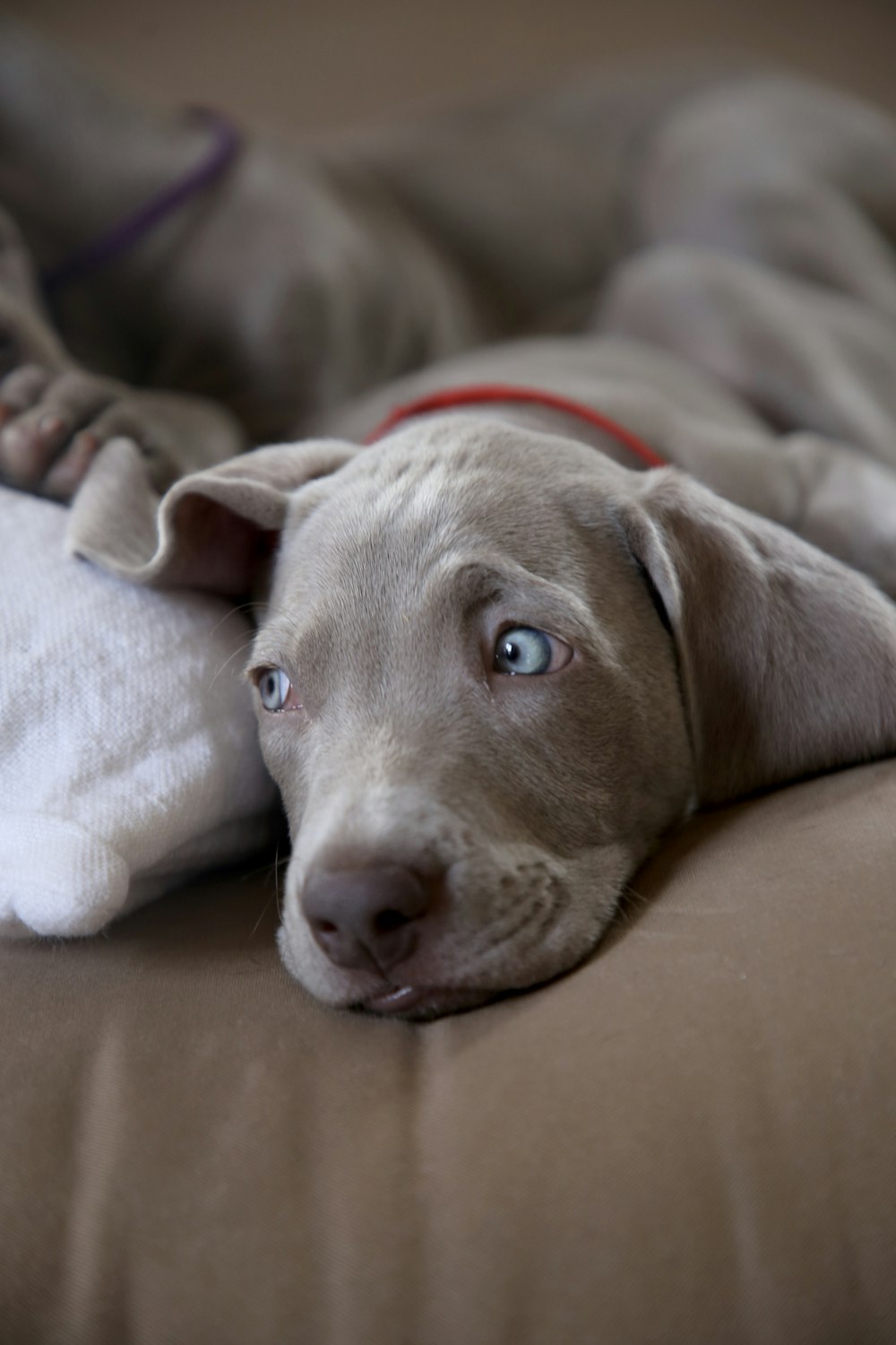 chocolate Labrador retriever puppy on brown textile