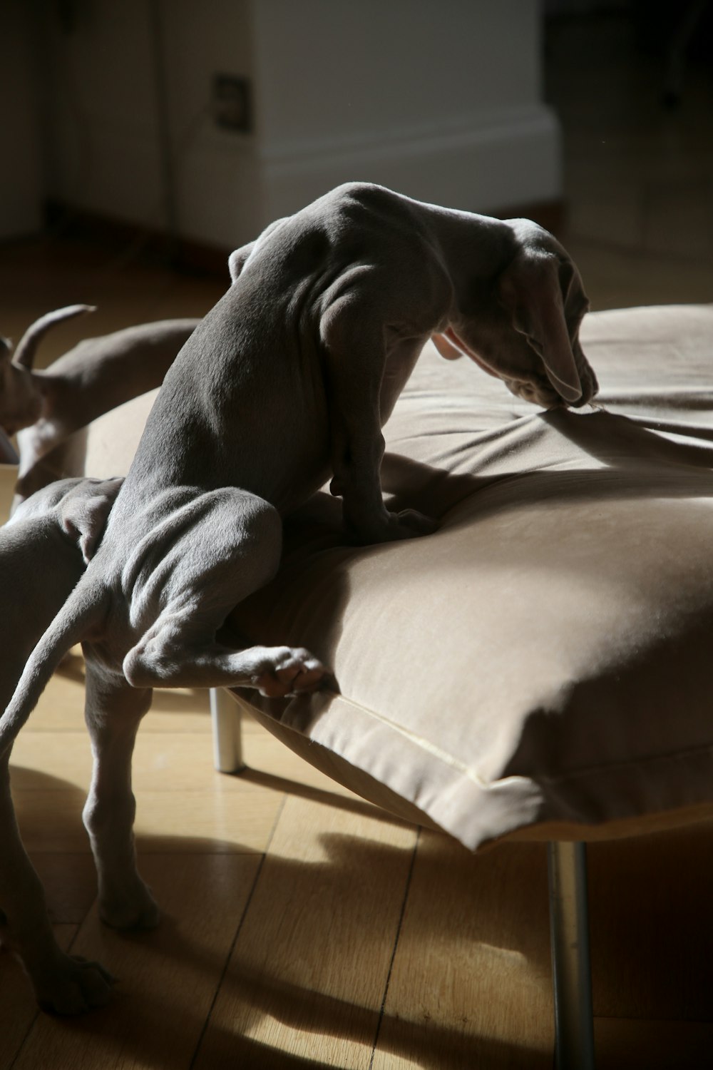 short-coated gray dog climbing on brown bed