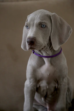 A gray puppy with striking blue eyes is wearing a purple collar. The puppy appears to be sitting calmly against a neutral, blurred background.