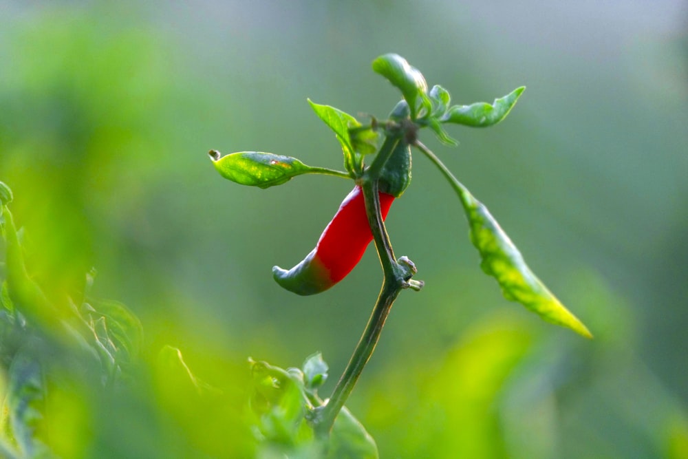 red and green chili pepper