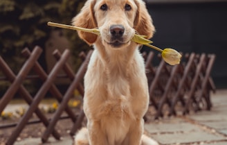 yellow Labrador retriever biting yellow tulip flower