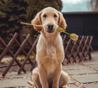 yellow Labrador retriever biting yellow tulip flower