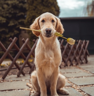 yellow Labrador retriever biting yellow tulip flower