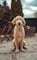 hero.pet_avatar
