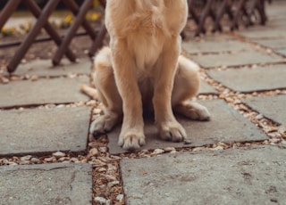 yellow Labrador retriever biting yellow tulip flower