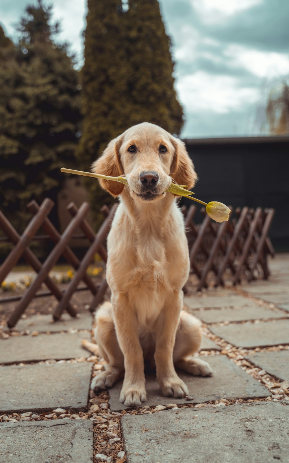 yellow Labrador retriever biting yellow tulip flower