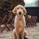 Biscuit