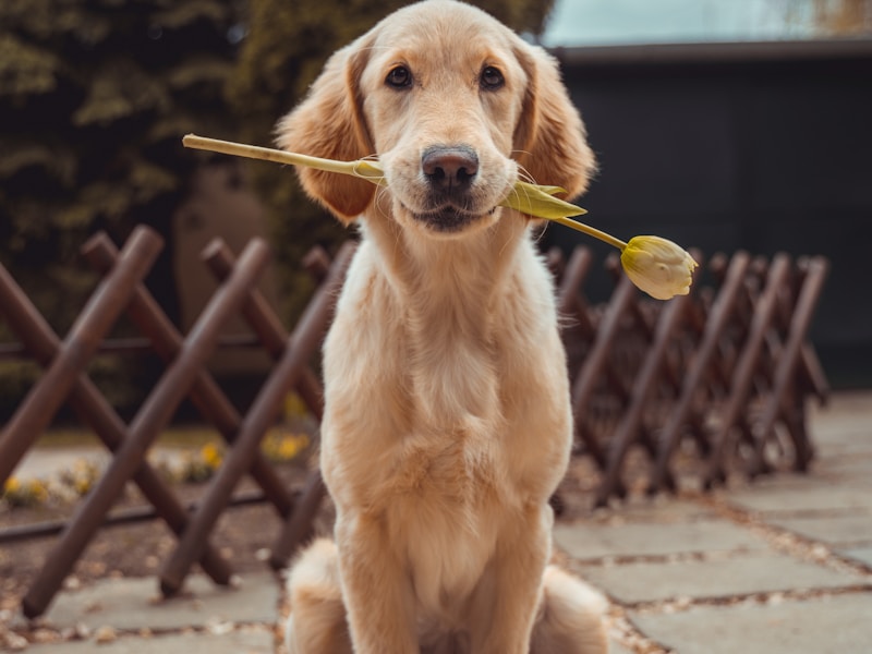 Labrador Retriever