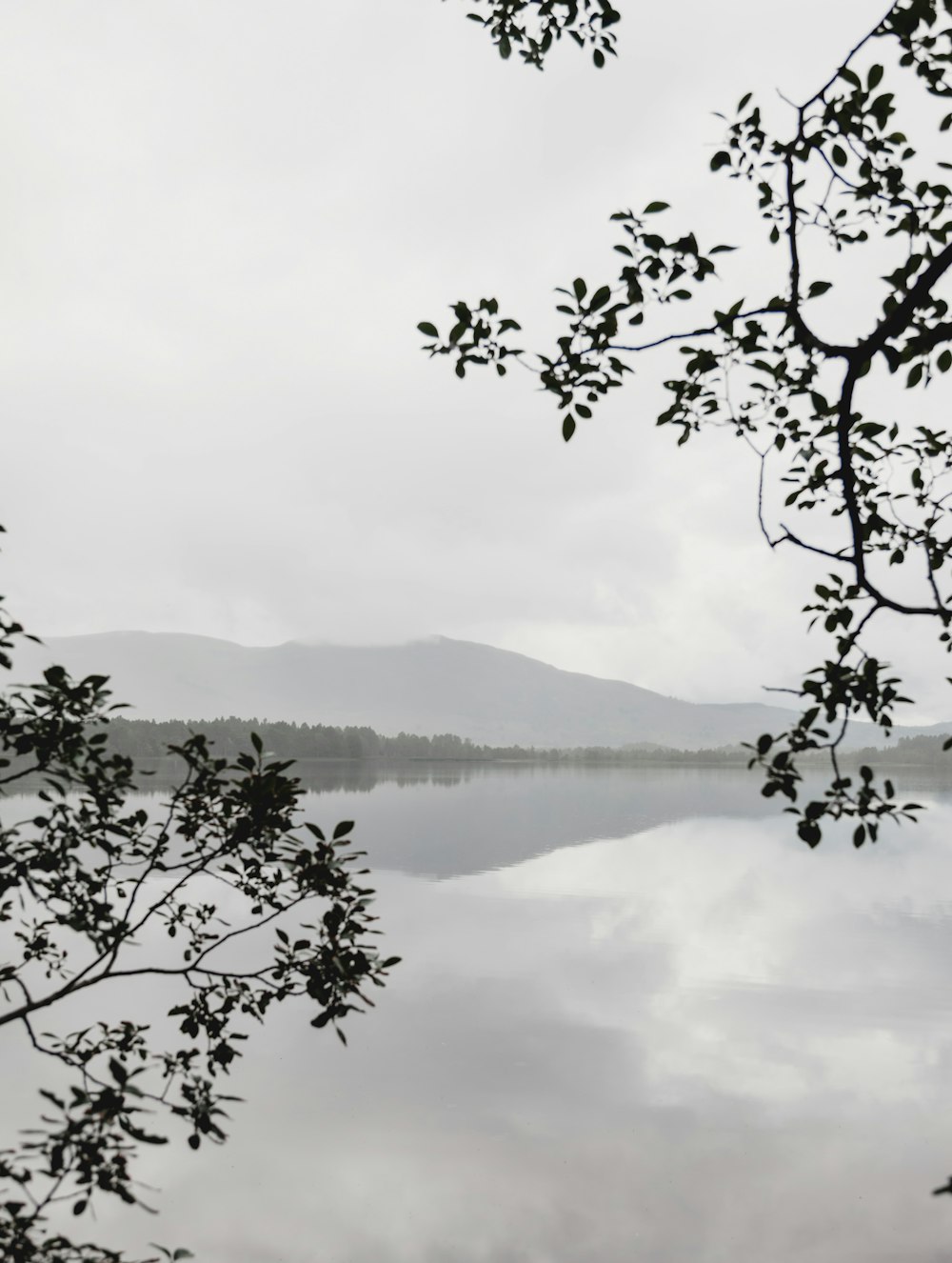 grünblättriger Baum