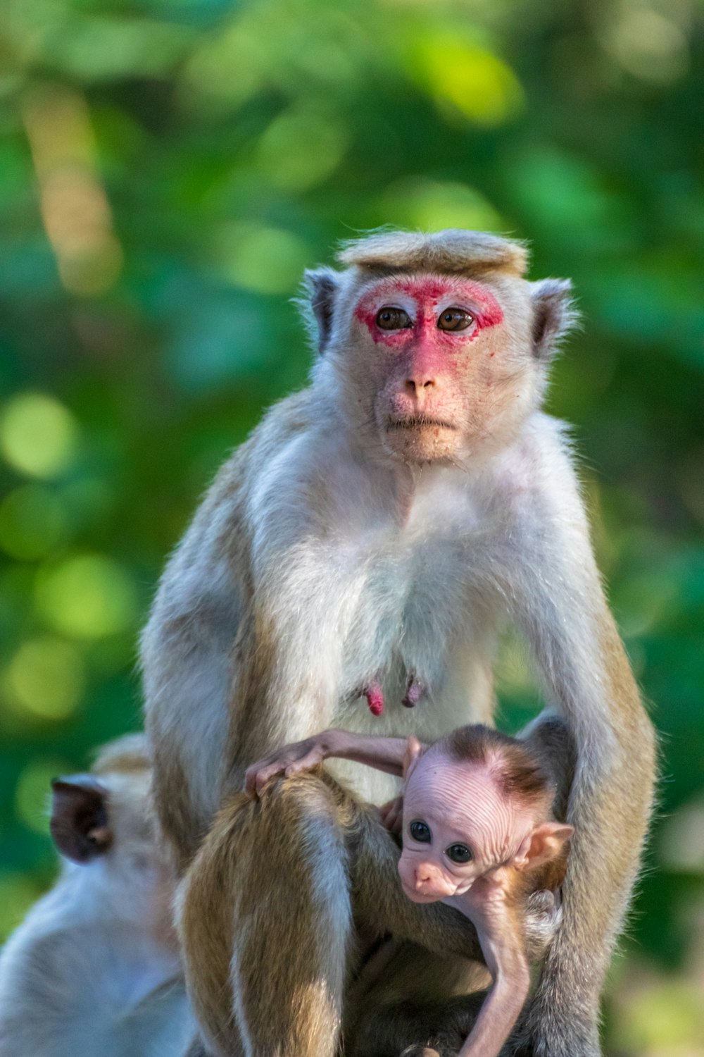 selective focus photography of mother monkey carrying baby