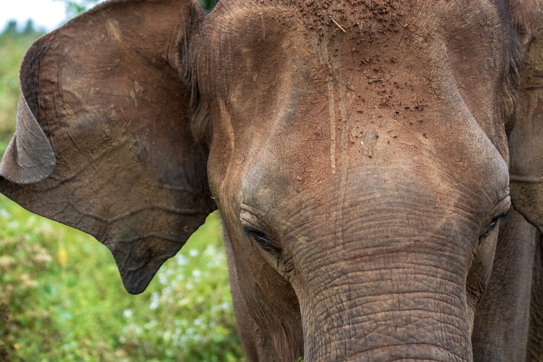 brown elephant in close-up photo