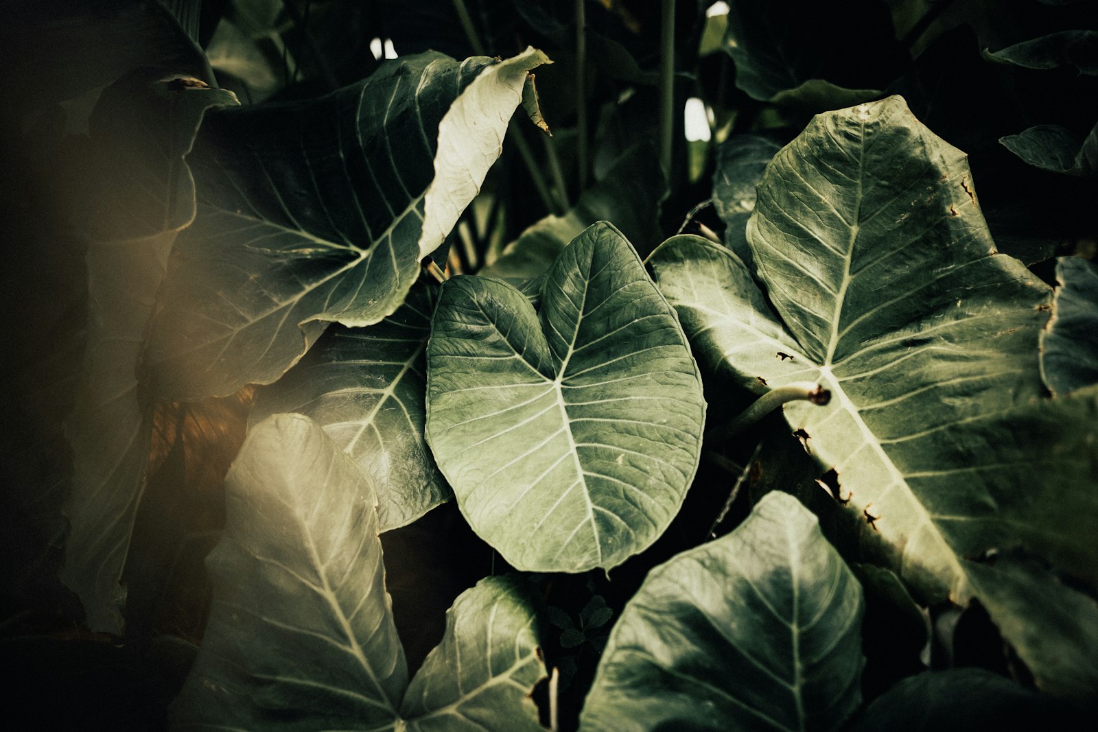 Canon EOS 5D Mark III + Sigma 24mm F1.4 DG HSM Art sample photo. Green-leafed plant photography