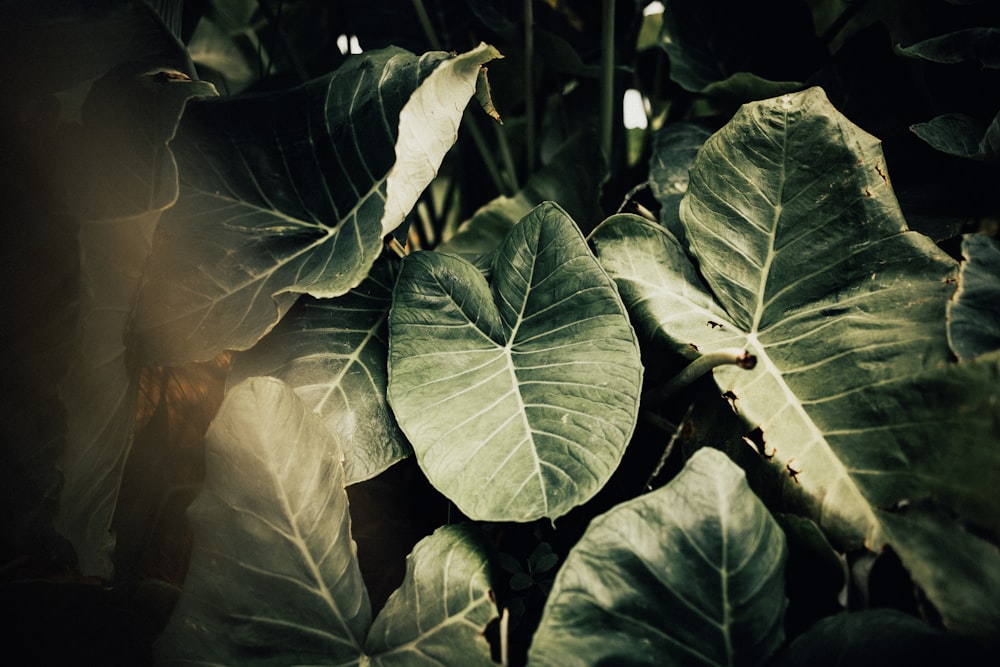 green-leafed plant