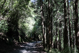 A serene landscape featuring a peaceful forest path with sunlight filtering through the trees.