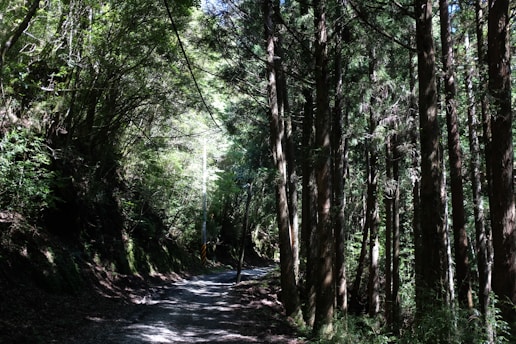 A serene landscape featuring a peaceful forest path with sunlight filtering through the trees.