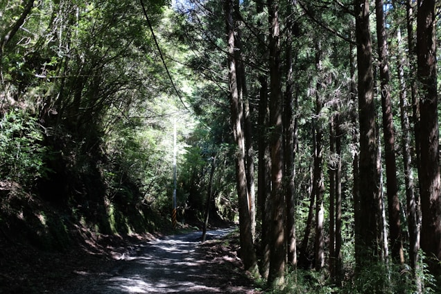 A serene nature scene with a peaceful pathway surrounded by trees and sunlight filtering through the leaves.